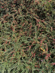 Cotoneaster horizontalis
