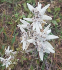 Leontopodium ochroleucum