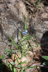 Commelina dianthifolia