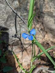 Commelina dianthifolia