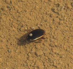 Hydaticus bimarginatus