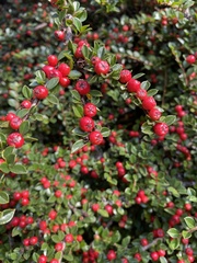 Cotoneaster horizontalis