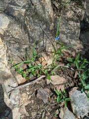 Commelina dianthifolia