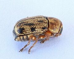 Pachybrachis nobilis