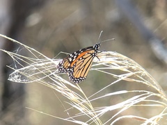Danaus plexippus