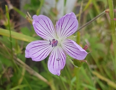 Geranium wlassovianum