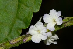 Stachytarpheta