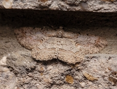 Iridopsis defectaria