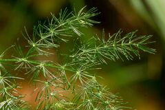 Asparagus setaceus