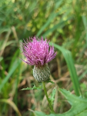 Cirsium muticum