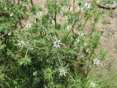 Eryngium heterophyllum