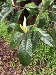 Eriobotrya japonica
