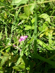 Desmodium ciliare