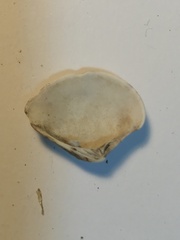 Veneridae