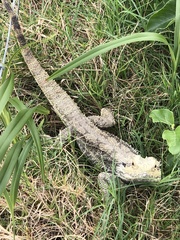 Pogona barbata
