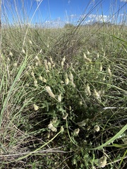 Dalea albiflora