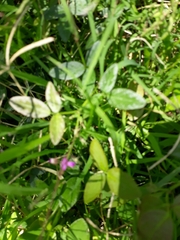 Desmodium ciliare