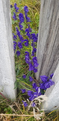 Aconitum baicalense