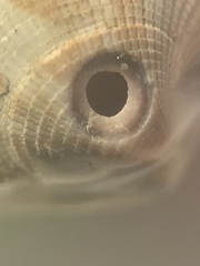 Muricidae