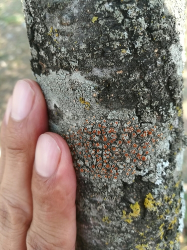 Haematomma accolens image