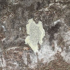 Lecanora strobilina