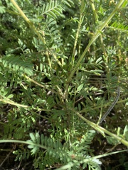 Dalea albiflora