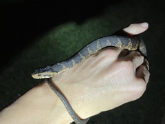 Nerodia fasciata pictiventris