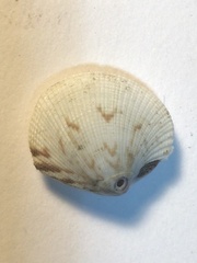 Muricidae