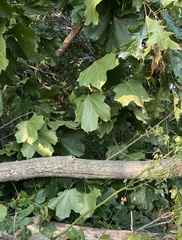 Acer nigrum