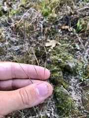 Aristida tuberculosa