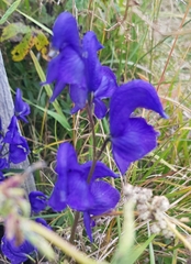 Aconitum baicalense
