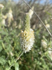 Dalea albiflora
