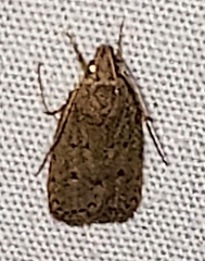 Autosticha kyotensis