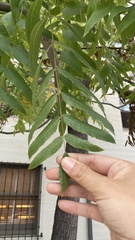Juglans hindsii