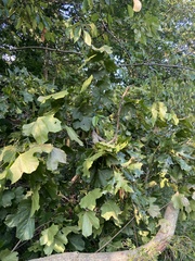 Acer nigrum