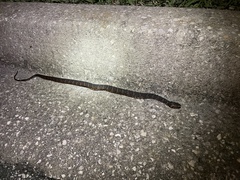 Nerodia fasciata pictiventris