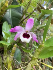 Dendrobium nobile