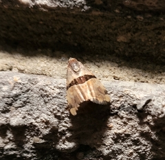Cobubatha lixiva