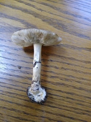 Amanita rhacopus
