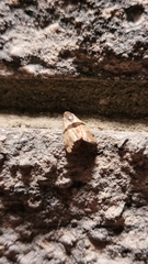 Cobubatha lixiva