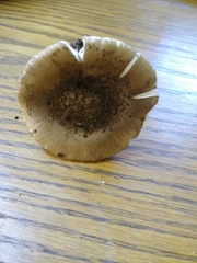 Amanita rhacopus