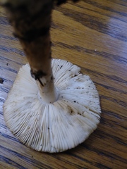 Amanita rhacopus