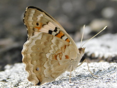 Junonia orithya