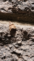 Cobubatha lixiva