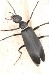 Epicauta segmenta