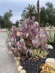 Opuntia santa-rita