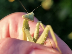 Stagmomantis carolina
