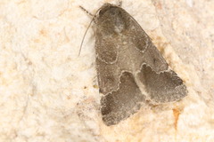 Schinia thoreaui