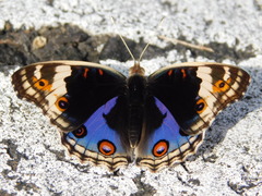 Junonia orithya