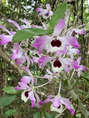 Dendrobium nobile